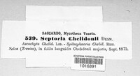Septoria chelidonii image